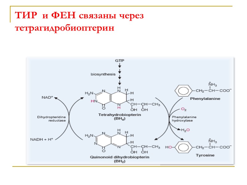ТИР  и ФЕН связаны через тетрагидробиоптерин